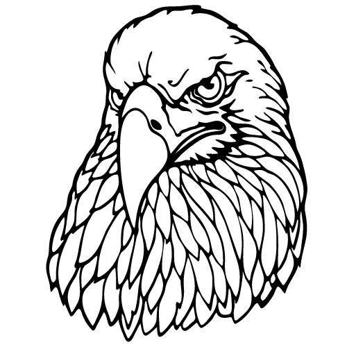 vultur american